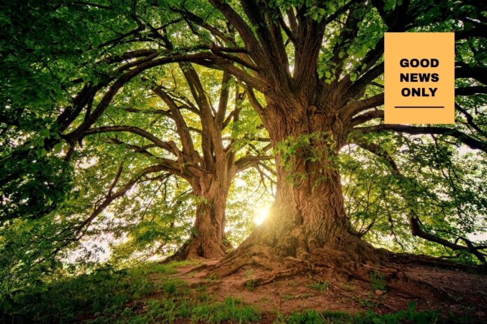 forest walk -health-benefits